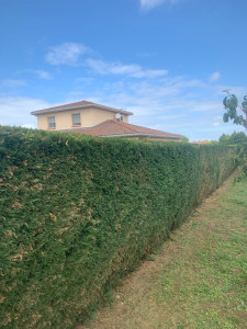 Photo de galerie - Taille de haies 70M