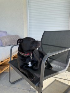 Photo de galerie - Garde chien