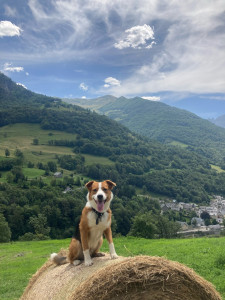 Photo de galerie - Gardiennage 