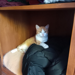 Photo de galerie - Garde chat