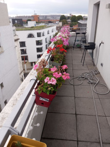 Photo de galerie - Arrosage mise en pot entretien 