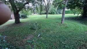 Photo de galerie - Nettoyage de sous bois