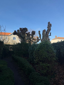 Photo de galerie - Coupe arbre 