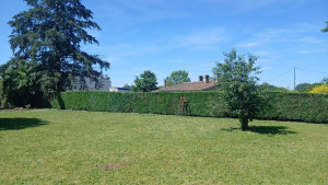 Photo de galerie - Chantiers terminé taille de haie et tonte de pelouse besoin de mes services pour l'aménagement de votre jardin n'hésitez pas à me contacter merci ?