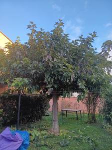 Photo de galerie - Élagage mûrier platane avant hivernage.