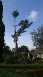 Photo de galerie - Elagage et coupe d'arbres