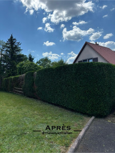 Photo de galerie - TAILLE DE HAIE TERMINÉ ! 
