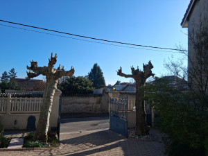 Photo de galerie - Elagage et coupe d'arbres