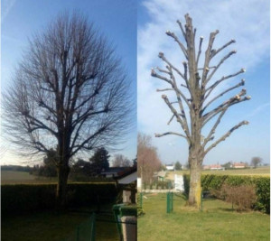 Photo de galerie - Perche élagage téléscopique