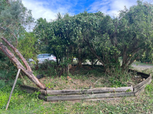 Photo de galerie - Débroussaillage ?