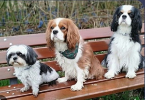 Photo de galerie - Lucky et ses fidèles compagnons Lisbane & Tobyas