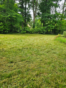 Photo de galerie - Tonte de pelouse - Débroussaillage