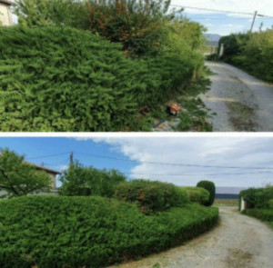 Photo de galerie - Taille de haie