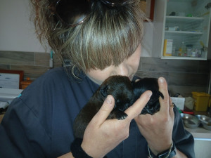 Photo de galerie - Chiots de 10jrs 