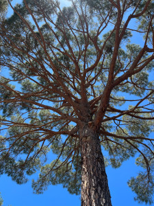 Photo de galerie - Elagage et coupe d'arbres