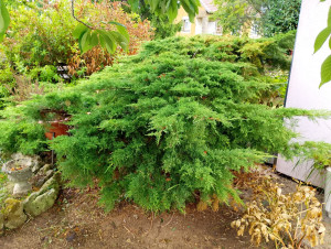 Photo de galerie - Taille de haies et d'arbustes