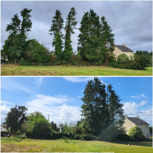 Photo de galerie - Abattage de 5 arbres