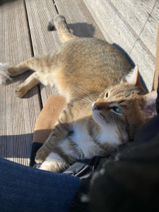 Photo de galerie - Garde animaux