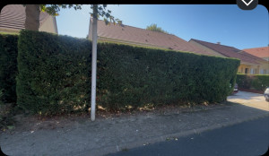 Photo de galerie - Taille de haie