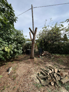 Photo de galerie - Elagage et coupe d'arbres