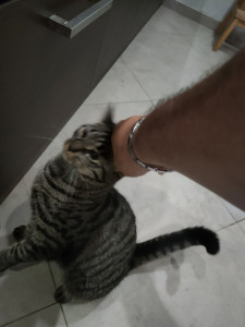 Photo de galerie - Garde chat