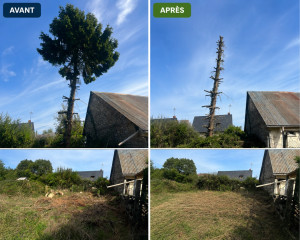 Photo de galerie - Petite avant après abattage, sapin