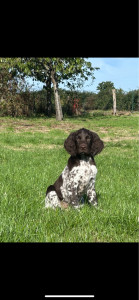 Photo de galerie - Chien que j’ai garder 