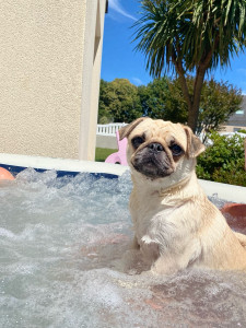 Photo de galerie - Nous avons gardé un adorable petit carlin pendant 1 semaines, c’était vraiment les vacances pour elle aussi ☀️