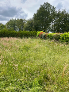 Photo de galerie - Tonte de pelouse - Débroussaillage