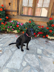Photo de galerie - Garde animaux