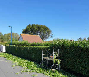 Photo de galerie - Elagage et coupe d'arbres