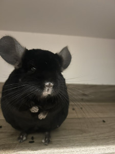 Photo de galerie - Ma petite lili