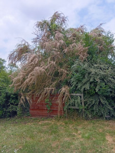 Photo de galerie - Taille de haies et léger élagage au tamarix pour dégager un poulailler 