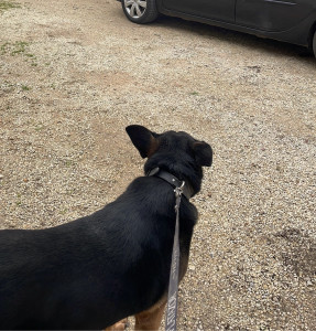 Photo de galerie - Le chien de chez mes parents, depuis toute petite j’ai l’habitude de m’en occuper, la nourrir, la promener et la dresser