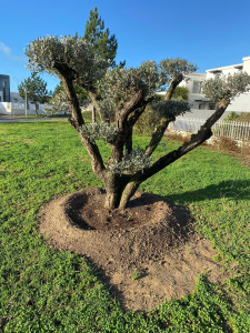 Photo de galerie - Plantation d’un olivier