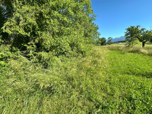 Photo de galerie - Tonte de pelouse - Débroussaillage