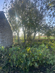 Photo de galerie - Elagage et coupe d'arbres