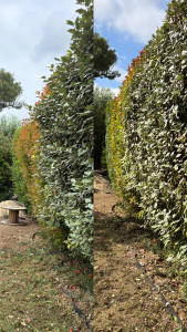 Photo de galerie - Taille eleagnus 