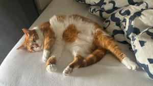 Photo de galerie - Garde chat