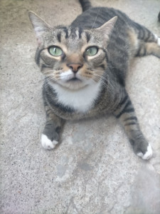 Photo de galerie - Garde a domicile 
Isatis est un chat mâle qui a eu besoin de quelques soin médicaux du a une plaque d'allergie et bien entendu caresse a gogo, vérification des gamelles et nettoyage de la litière 
