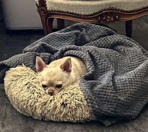 Photo de galerie - Triska 