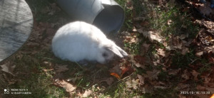 Photo de galerie - Petite sortie dans un enclos bien sécurisé 