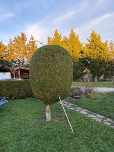Photo de galerie - Taille