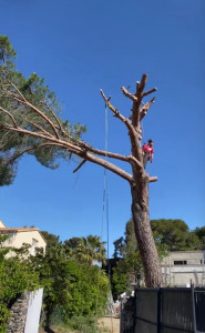 Photo de galerie - Elagage et coupe d'arbres