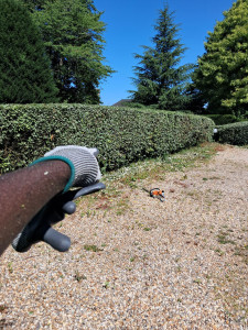 Photo de galerie - Taille de haie 