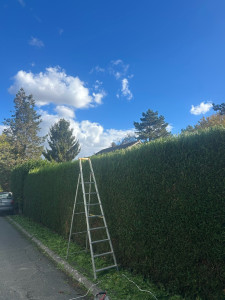 Photo de galerie - Taille de haie