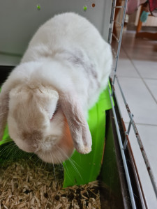 Photo de galerie - Garde animaux