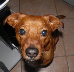 Photo de galerie - Garde chien à domicile