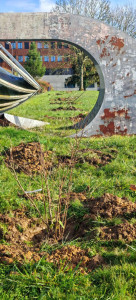 Photo de galerie - Plantation de fruitiers en cours 