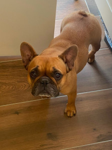 Photo de galerie - Garde chien / lapin 